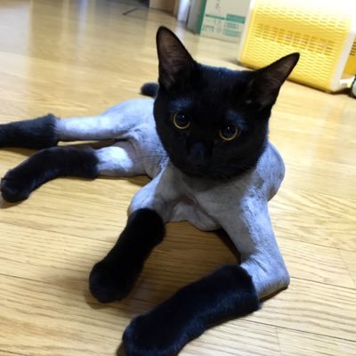 sheikhs_milk's profile picture. Floki  Gmホルダー 目指せ億り人