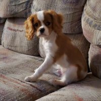 Ruthann (@rjkretser) 's Twitter Profile