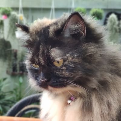 Torna_ss's profile picture. #Ornoung #MoveORN #แมวติดเกาะ
#KaningCGM48