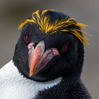 David Graham (@dgrahamqc) 's Twitter Profile
