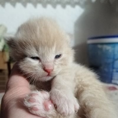 Igor54827999's profile picture. 