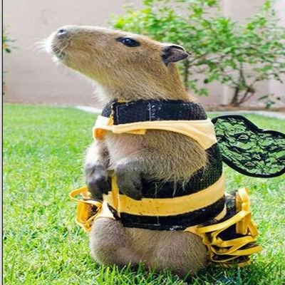 AurasWebb's profile picture. 