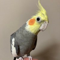 ayan (@ayantanu0107) 's Twitter Profile