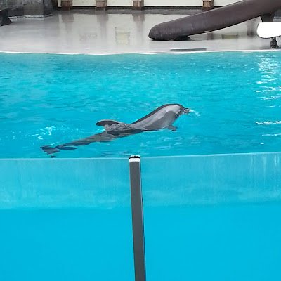 2010Dauphin's profile picture. Sagesse