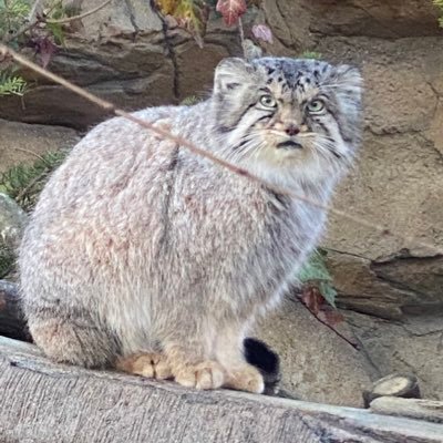 WDt3Z4lxkBddDhv's profile picture. 只今グンマー(群馬)住。 つぶやき少なめです。