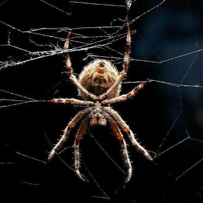 MarkLudwick7's profile picture. Patriot