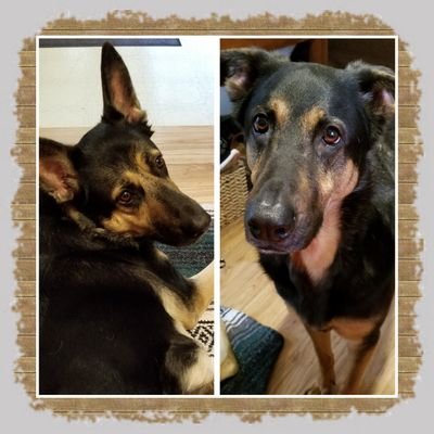 We're brothers, German Shepherd & Rottweiler mix. Bubba likes to bark at everything, Moose likes to eat everything! But we are inseparable, don't even try!