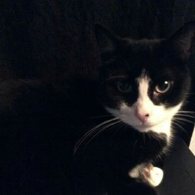 🐾🕸Sometimes Darkness Can Show You The Light
(SHE/HER )🐈🕸🐾
🇧🇪🇬🇧🇧🇸🇺🇸