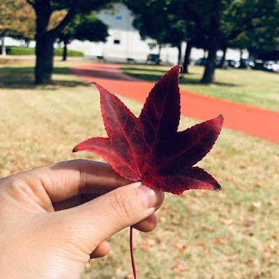 ChamuLanguage's profile picture. 