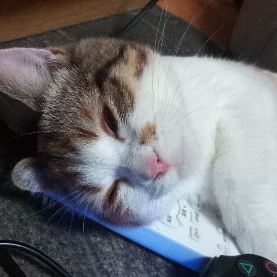 のみ🐈🐾ブログは楽しいさんのプロフィール画像