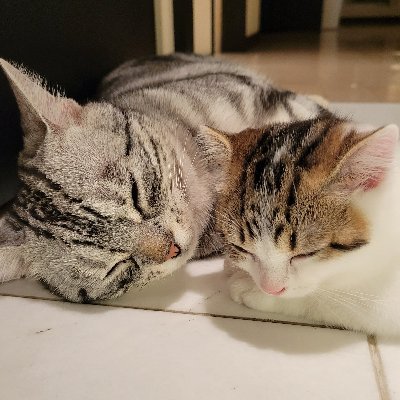 Waryuu (@WaryuuShouzoku) / X
