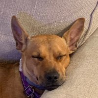 RobertF (@rforg01) 's Twitter Profile