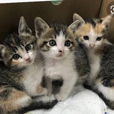 kyouzon_'s profile picture. 