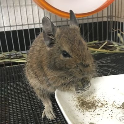 デグーのパピオでち。 中の人曰く、目張りされた目がエジプトの絵のようで、パピルスっぽいところからパピオになったみたい。 相変わらず投稿は中の人に丸投げのアウトソーシングデグーだけど、よかったら見てね⭐️