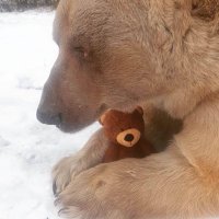 bear of the day ʕ•ᴥ•ʔ (@bearsotd) 's Twitter Profile
