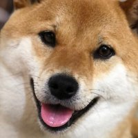 『あさむらさん🐕』 (@shibaasamurasan) Twitter profile photo