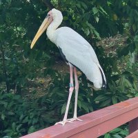 コウサカＸ (@kosukeeeex) 's Twitter Profile Photo