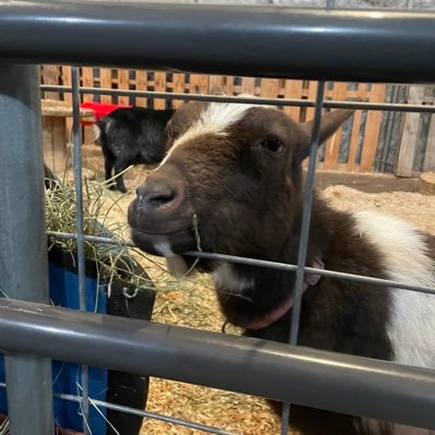 xxxingona's profile picture. 