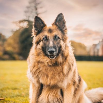 ♡ Be kind to animals. ♡ Dogs are the best.
                    ♡ I love German Shepherd. ♡🐕‍🦺