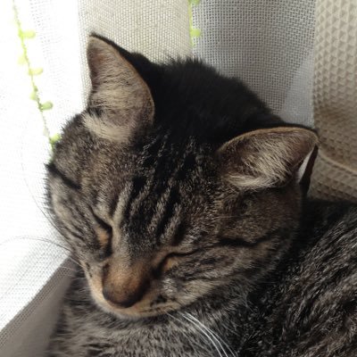 aya5782's profile picture. 成人済 30↑、 rps理解しております。ひらきよ、WBL沼、サラタイ沼、DSN沼にハマっています。最近改めてWBLを観て、書逸の美しさに衝撃を受けました。mdzs,cqlも大好きです！無言フォロー失礼いたします。