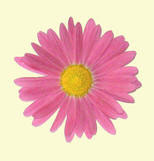 Scraptweeter's profile picture. Washington DC area's only independently owned scrapbook supply store offering the newest products from the best suppliers along with great crops and classes