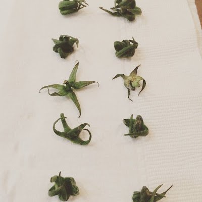 RisaEmoto's profile picture. 