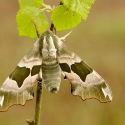Raising the profile of the UK’s magnificent moths. Moth Night 2022 is 19-21 May with the theme of Woodland. #MothNight (📷Tim Melling)