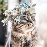 こあら (@g30bd) 's Twitter Profile
