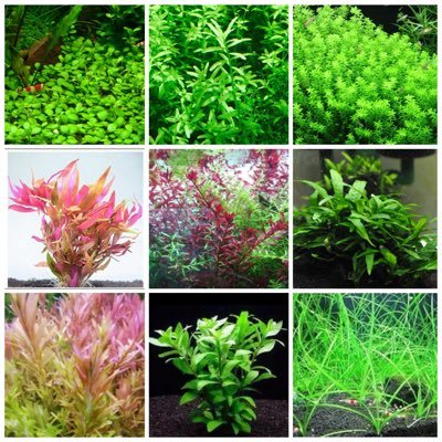 水草、エビ、メダカ育ててます! 販売も行ってきます! これから30.60.90センチ水槽立ち上げます。 生き物好きな方と繋がりたいです!