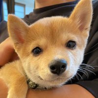 豆柴えだまめくん (@edamamekun_0728) 's Twitter Profile Photo