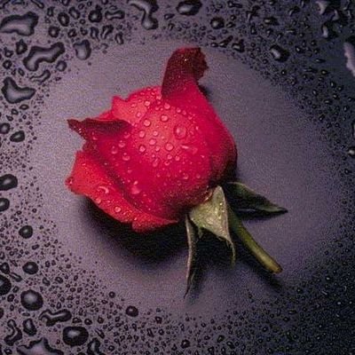 yakupcinar59's profile picture. yanlız Allaha kul