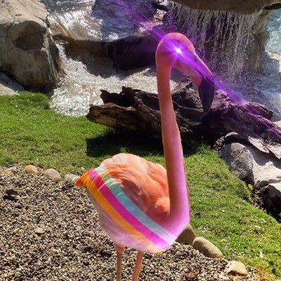 KDX_Flamingo Profile Picture