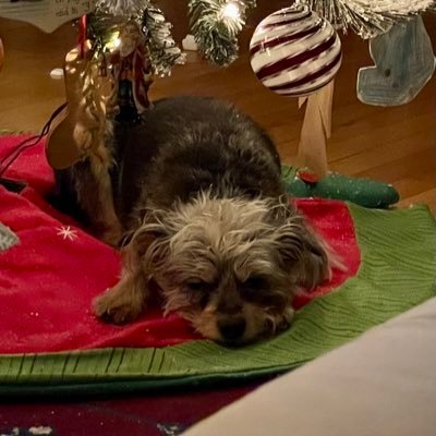 ScruffersE's profile picture. Urbane Terrier-about-town with a sister named Eunice & one named Nuggette. And now, Fred the mouse!2 Daddies, and the Dogfather. Corporal in Zombie Squad, #ZSHQ