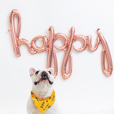 Launching January 2022!
A Boutique Style Dog Studio + Product line providing a PAWsitive Response to euthanasia, due to over crowded PNW shelters.