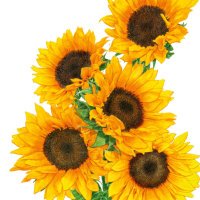 Jay Roshe (@boxercloverand) 's Twitter Profile Photo