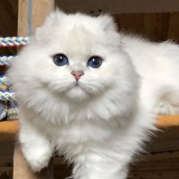 Cat_Fold_Brit (@mmmgulya74) 's Twitter Profile