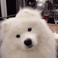 Bako (@baakoo_) 's Twitter Profile