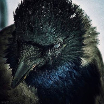 TheRealVNDKTR's profile picture. •Vinland Viking•