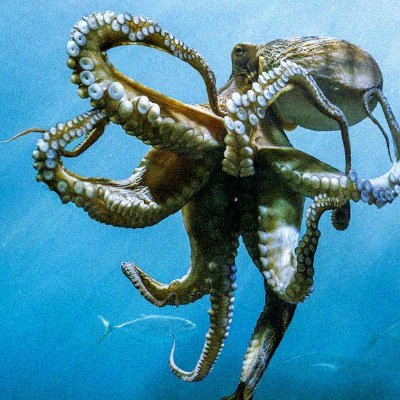 j_octopod's profile picture. 😎 🤙🏼 | 🏝🛫☀️🛬🏔