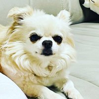 チワワのりんちゃん🎀のんちゃん (@ohyv8shl19i2jqa) 's Twitter Profile