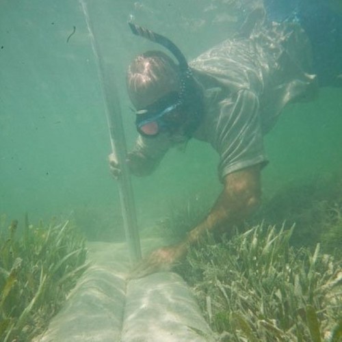 SeagrassDude's profile picture. Restoring Seagrass and Fisheries one day @ a time!!!