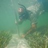 SeagrassDude's profile picture. Restoring Seagrass and Fisheries one day @ a time!!!