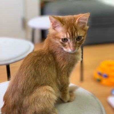 WetPeko's profile picture. 