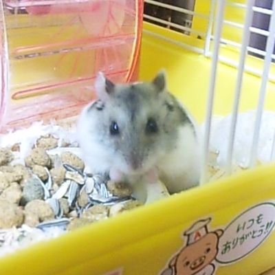 TATUYA0818TQL's profile picture. 唯々興味あることや気になる事などをリポストしたりいいね！したりしてます。
趣味は昔観たり聴いたりしていた80年90年代のCDや映画、ドラマDVDを中古ショップに捜索しに行く事です。 あとハムスターをまた飼うか迷い中……。