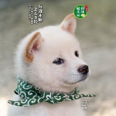 好きなもの
柴犬、猫、ポケモン、唐揚げ、焼肉、米。
嫌いなもの
ナイアン、ブロッコリー、反日勢力。
アカウント名アベル・デュナミスはRPGプレイ時の名前　
モフモフは正義
エロ垢投資垢はお断り！

　　　　　　日本保守党支持　#六四天安門