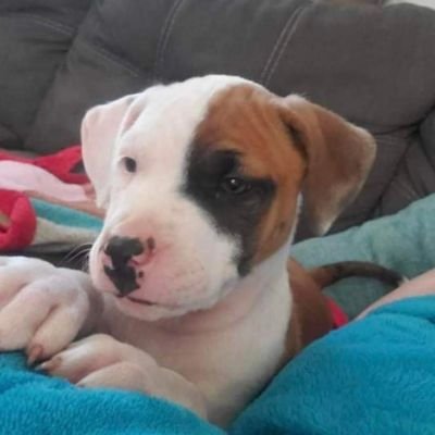 alteredwheat's profile picture. 