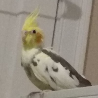 ZdenkaWaldner's profile picture. Mostly a shy lurker. RT bird & nature pics. MDZS/TGCF. I draw sometimes. I am an adult.

🦜 cockatiel Hebe, budgies Finrod & Maglor (shelter pets are the best)