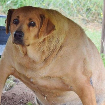 ilyasmo59835197's profile picture. Woof