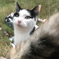 Salty Cat (@saltycat_999) 's Twitter Profile