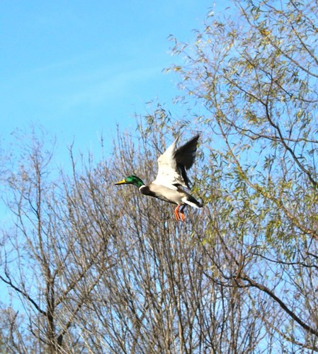 Prime Arkansas Duck and Goose Hunting in East Central Arkansas.